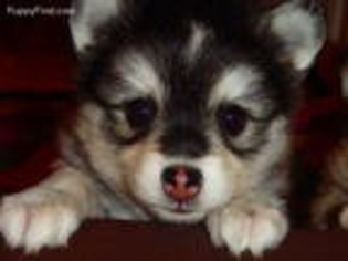Alaskan Klee Kai Puppy for sale in Asheville, NC, USA