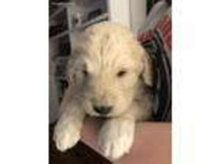 Goldendoodle Puppy for sale in Laurel Fork, VA, USA