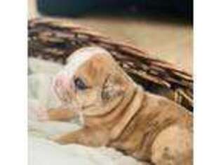 Bulldog Puppy for sale in Waxahachie, TX, USA