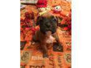 Boxer Puppy for sale in Marlette, MI, USA