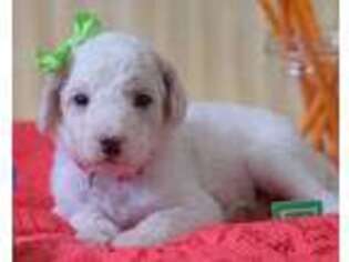 Goldendoodle Puppy for sale in Prim, AR, USA