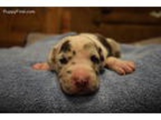 Great Dane Puppy for sale in Baxter, TN, USA