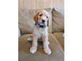 Goldendoodle Puppy for sale in Asheville, NC, USA
