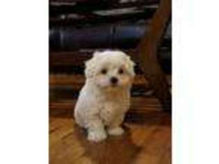 Coton de Tulear Puppy for sale in Fremont, NE, USA
