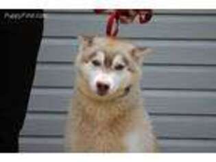 Siberian Husky Puppy for sale in Carrollton, KY, USA