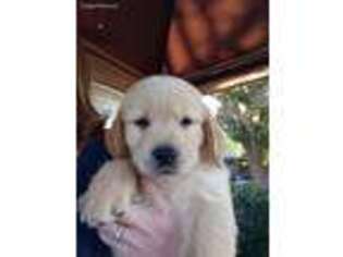 Golden Retriever Puppy for sale in Zillah, WA, USA