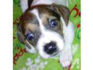 Jack Russell Terrier Puppy for sale in BROOKSVILLE, FL, USA
