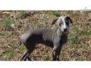 Italian Greyhound Puppy for sale in Greenville, SC, USA