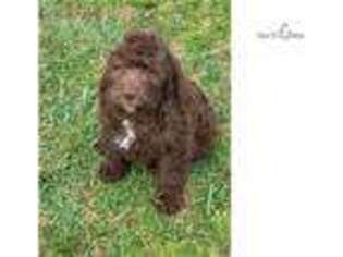 Labradoodle Puppy for sale in Greenville, SC, USA