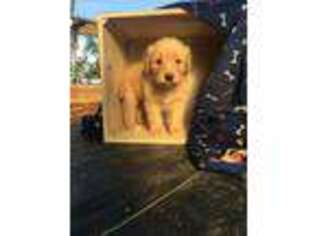 Mutt Puppy for sale in Stony Point, NC, USA