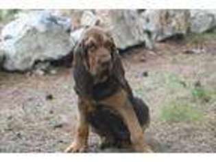 Bloodhound Puppy for sale in Sullivan, MO, USA