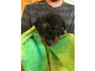 Airedale Terrier Puppy for sale in Aztec, NM, USA