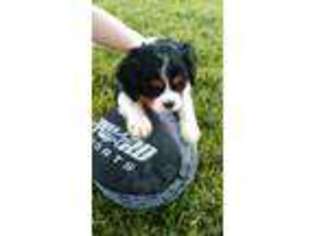 Cavalier King Charles Spaniel Puppy for sale in Alpena, AR, USA