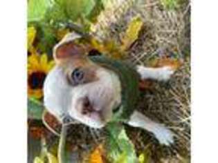 Boston Terrier Puppy for sale in Tunkhannock, PA, USA