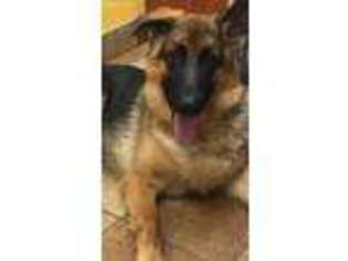 German Shepherd Dog Puppy for sale in Raleigh, NC, USA