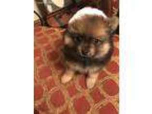 Pomeranian Puppy for sale in Kittanning, PA, USA