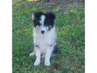 Border Collie Puppy for sale in Newalla, OK, USA