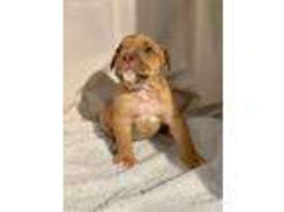 Bulldog Puppy for sale in Durham, NC, USA