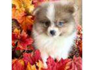 Pomeranian Puppy for sale in Magnolia, OH, USA