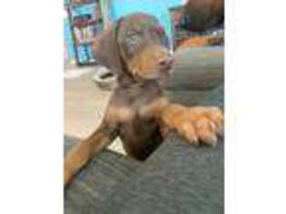 Doberman Pinscher Puppy for sale in Riverside, CA, USA