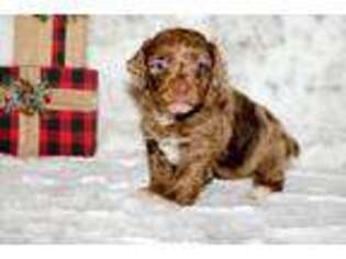 Mutt Puppy for sale in Hawarden, IA, USA