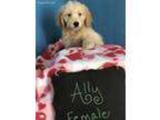 Goldendoodle Puppy for sale in Leo, IN, USA