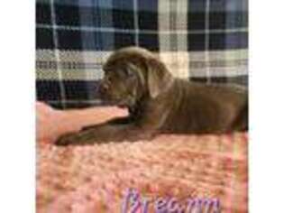 Cane Corso Puppy for sale in New Haven, IN, USA
