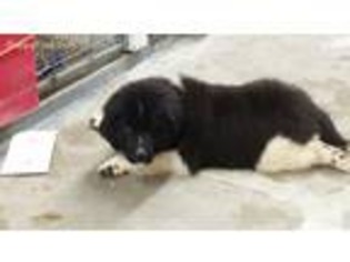 Newfoundland Puppy for sale in Oronogo, MO, USA