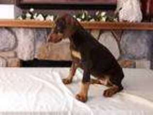 Doberman Pinscher Puppy for sale in Williford, AR, USA