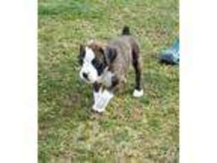 Boxer Puppy for sale in Rices Landing, PA, USA