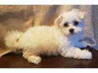 Maltese Puppy for sale in Windham, CT, USA