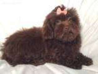 Maltipom Puppy for sale in Unknown, , USA