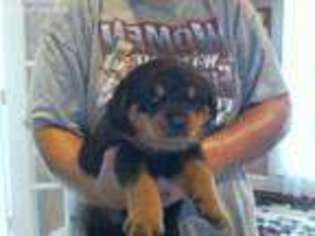Rottweiler Puppy for sale in Clover, SC, USA