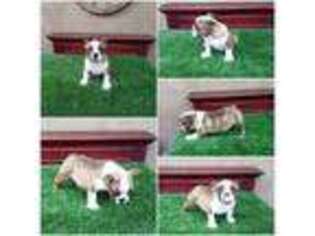 Bulldog Puppy for sale in Whittier, CA, USA