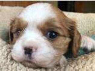 Cavalier King Charles Spaniel Puppy for sale in Pine City, MN, USA