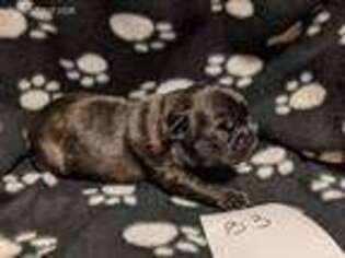 Frenchie Pug Puppy for sale in Susquehanna, PA, USA