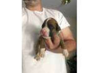Boxer Puppy for sale in Saginaw, MI, USA