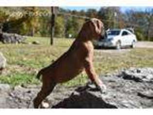 Boxer Puppy for sale in Neosho, MO, USA