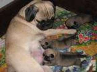 Pug Puppy for sale in HUMBLE, TX, USA