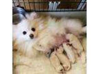 Pomeranian Puppy for sale in Whittier, NC, USA