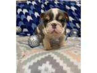 Bulldog Puppy for sale in Selma, CA, USA