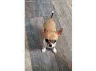 Chihuahua Puppy for sale in Levittown, PA, USA