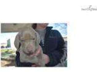Weimaraner Puppy for sale in South Bend, IN, USA