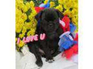 Pug Puppy for sale in Ephrata, PA, USA