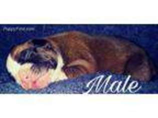 Boxer Puppy for sale in Pryor, OK, USA