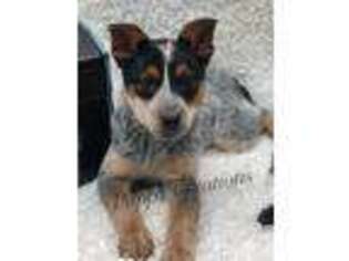 Australian Cattle Dog Puppy for sale in West Plains, MO, USA