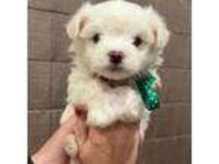 Maltese Puppy for sale in Amarillo, TX, USA