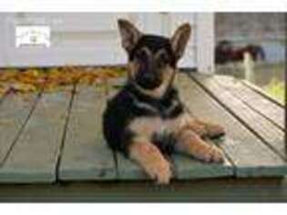 German Shepherd Dog Puppy for sale in Chapel Hill, NC, USA