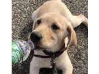 Labrador Retriever Puppy for sale in Harrison, NJ, USA
