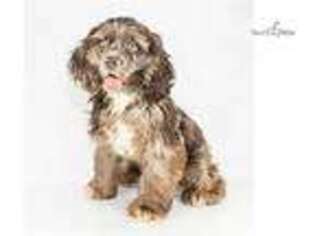 Cocker Spaniel Puppy for sale in Canton, OH, USA